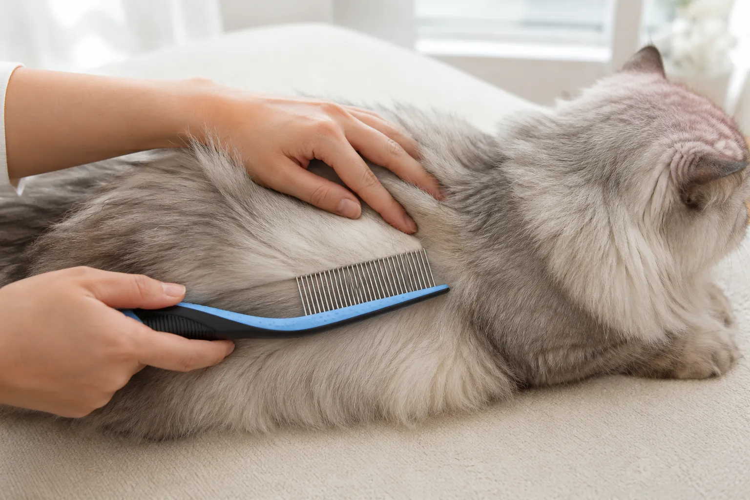 Simple grooming routine for a long-haired cat using a comb and rake